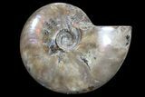 Bargain, Polished Ammonite (Cleoniceras) - Madagascar #89587-1